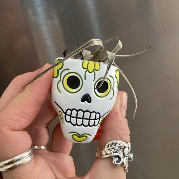 🌼 NWT Trader Joe’s air plant planter lazy bones planter - Picture 9 of 9